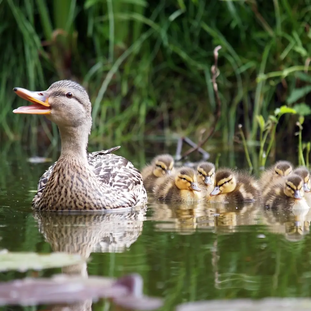 A happy mother duck is swimming with her ducklings.